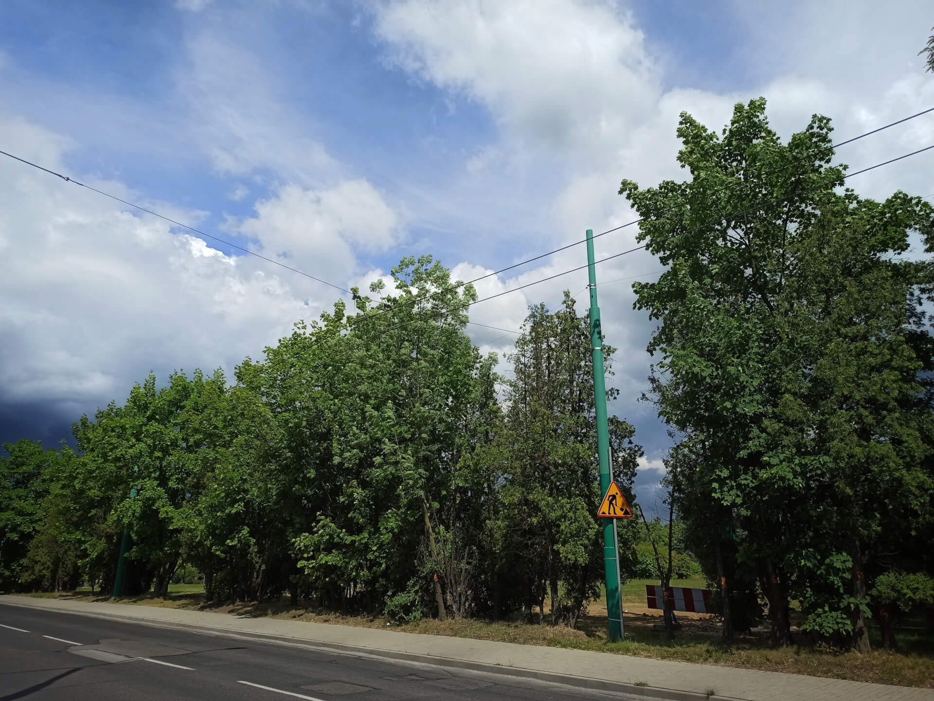 Drzewa przy ul. Burschego
