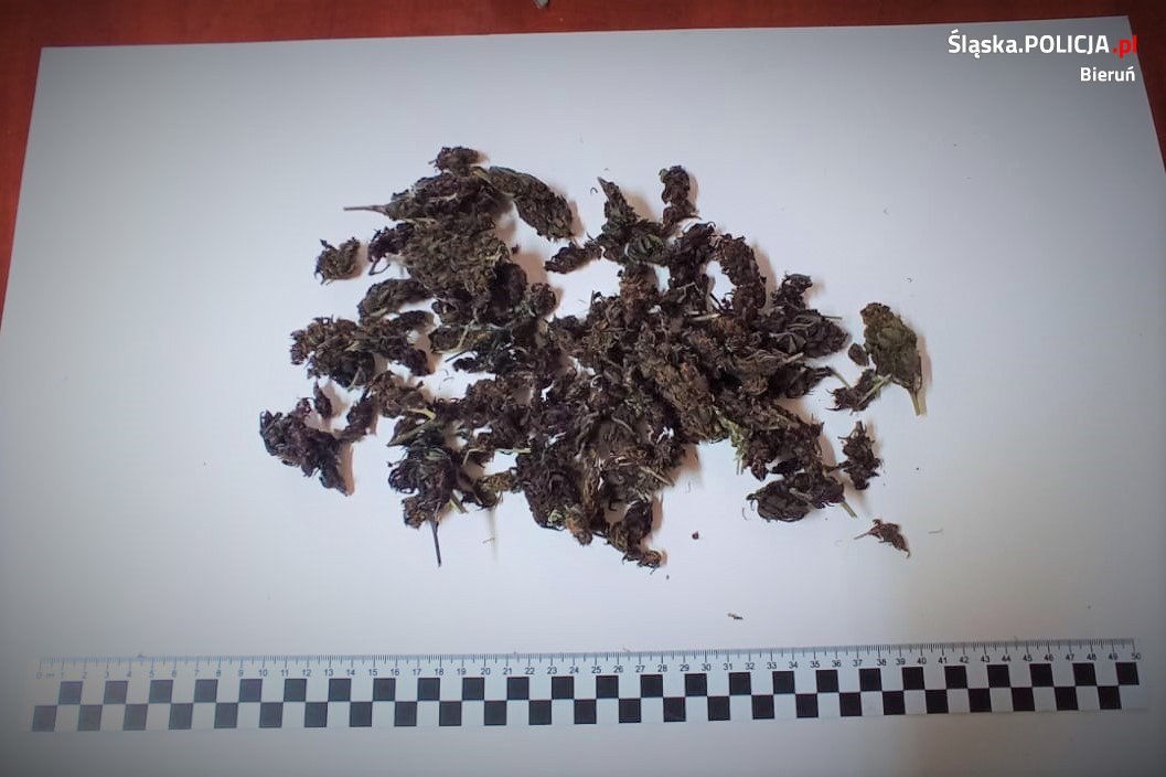 Marihuana Bieruń1