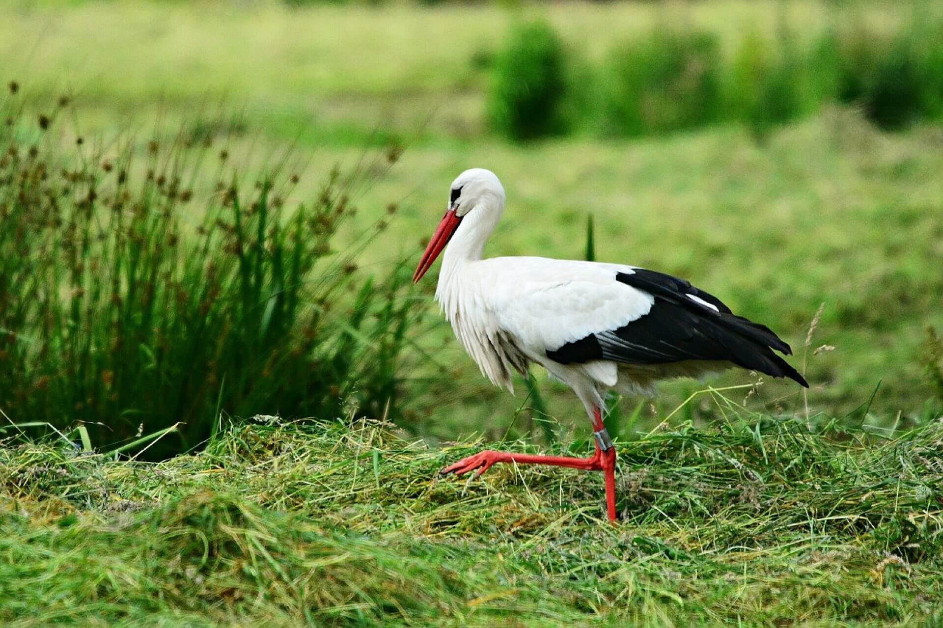 Stork 4300368 1280 Stork 4300368 1280