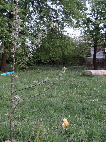 Sad Miejski Tychy 3 Sad Miejski Tychy 3