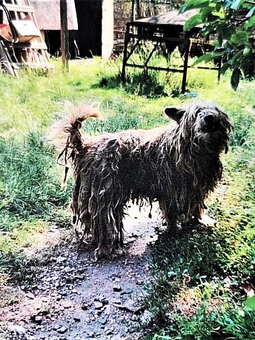 Zaniedbany pies Łaziska Górne Zaniedbany pies Łaziska Górne