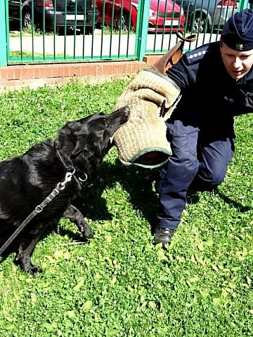 Zajęcia z policyjnym psem Zajęcia z policyjnym psem