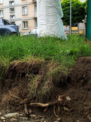 Zniszczony korzeń przy ul. Cyganerii Zniszczony korzeń przy ul. Cyganerii