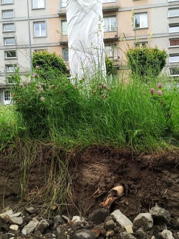 Zniszczony korzeń przy ul. Cyganerii Zniszczony korzeń przy ul. Cyganerii