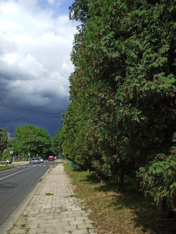 Drzewa przy ul. Burschego Drzewa przy ul. Burschego