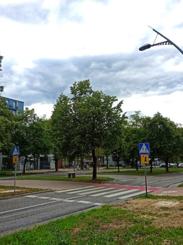 Przejście dla pieszych al. Niepodległości Przejście dla pieszych al. Niepodległości