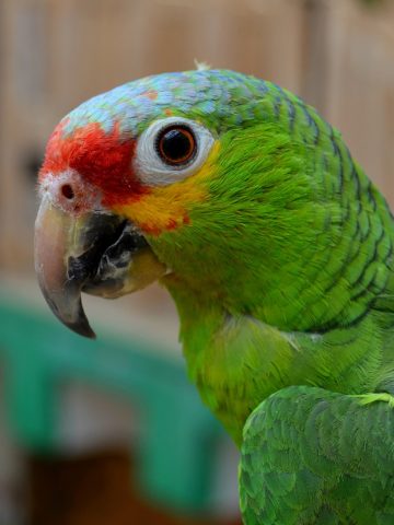 Papugarnia Carmen 4 Papugarnia Carmen 4