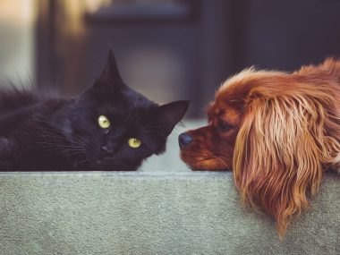 Zapobieganie problemowi bezdomności zwierząt domowych w Tychach Zapobieganie problemowi bezdomności zwierząt domowych w Tychach
