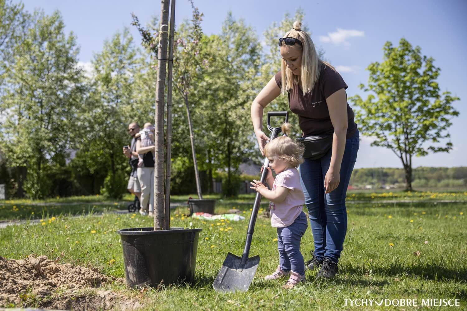 Nasadzenia drzew tychy maj 2022 3