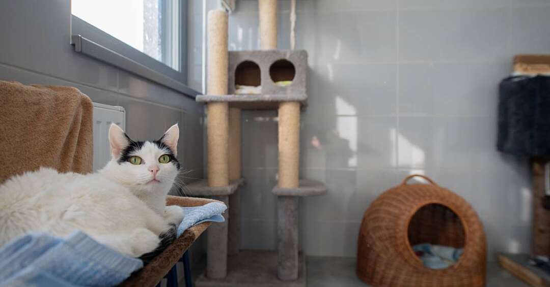 Tychy inwestują w opiekę nad zwierzętami. Radni przyjęli nowy program