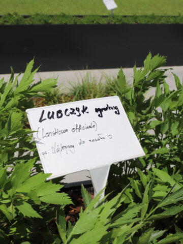 Nowy plac zabaw i skwer Przy Dabrowskiego w Tychach Nowy plac zabaw i skwer Przy Dabrowskiego w Tychach