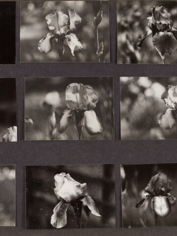 Original 29 Original 29